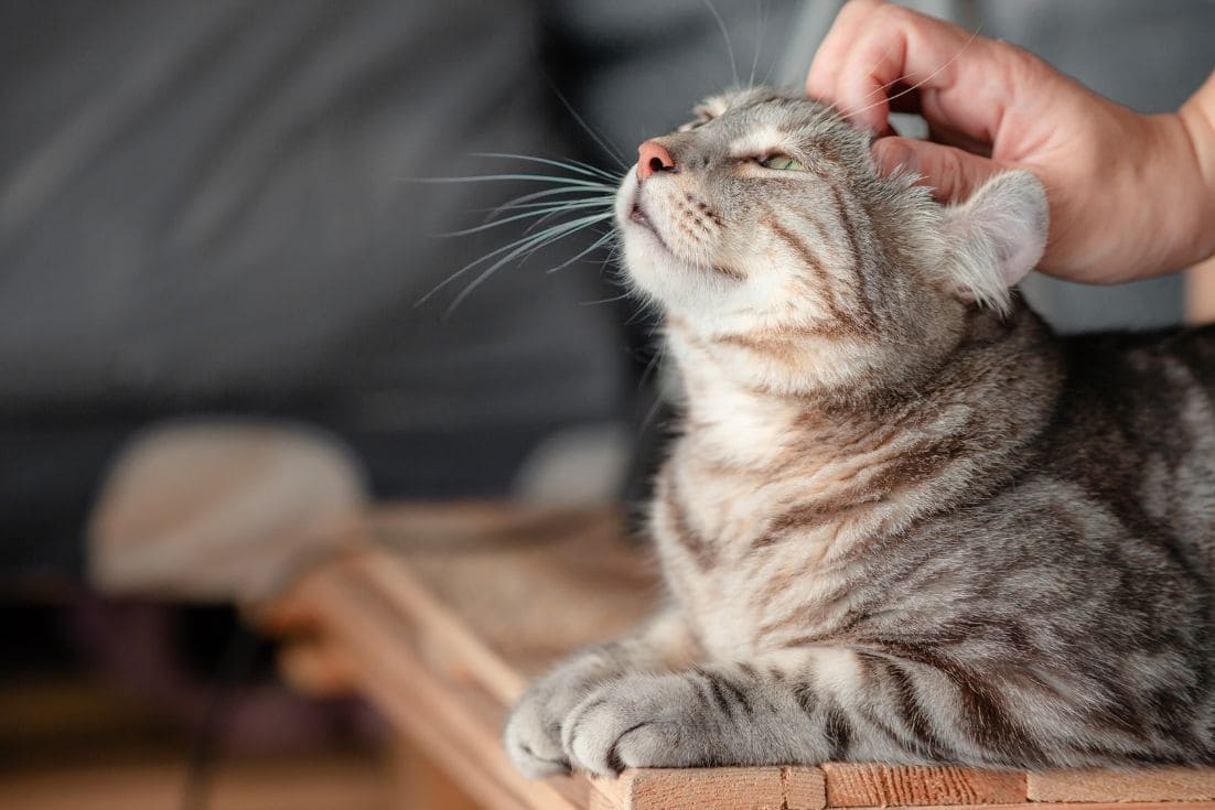 3 cuidados que você deve ter com os gatos em seu apartamento!